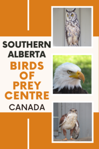 rough-legged hawk with an injured wing. Text reads: Southern Alberta Birds of Prey Centre Canada.