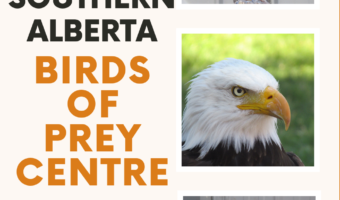 rough-legged hawk with an injured wing. Text reads: Southern Alberta Birds of Prey Centre Canada.