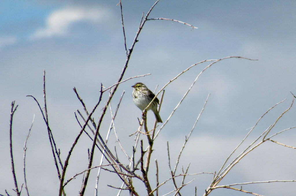 Tiny brown and off-white songbird perched on upper branches of dead shrub.