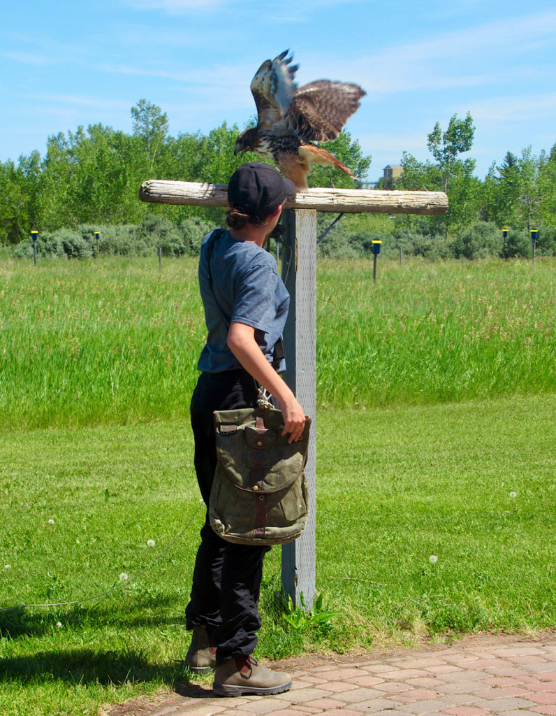 Woman in grey shirt and black pants and carrying a leather satchel placing red-tailed hawk up on perch in front of green field.