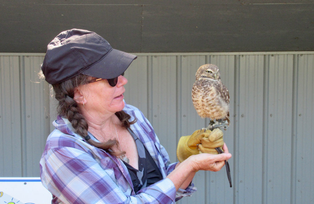 Woman in plaid shirt and ball cap holding a burrowing owl.