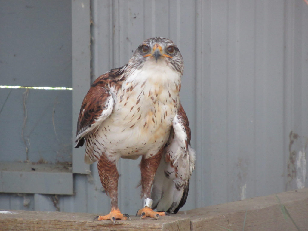 Rust and white-coloured bird of prey with a broken wing sitting on perch in an enclosure.