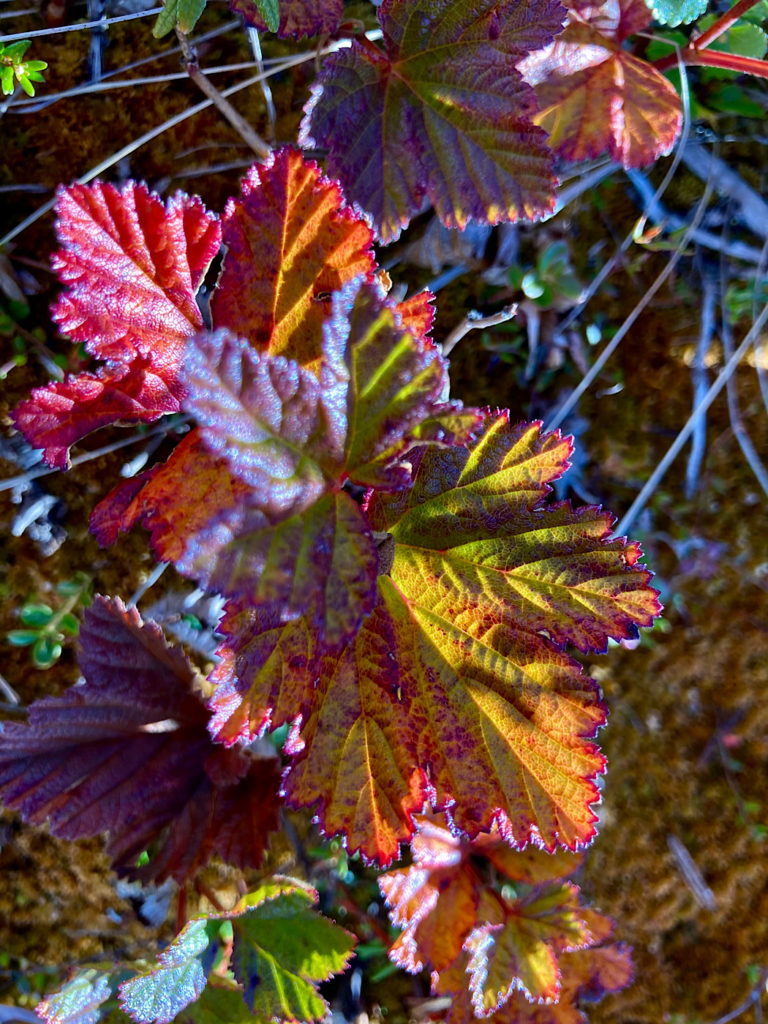 Leaves changing colour from green to yellow, gold and red.