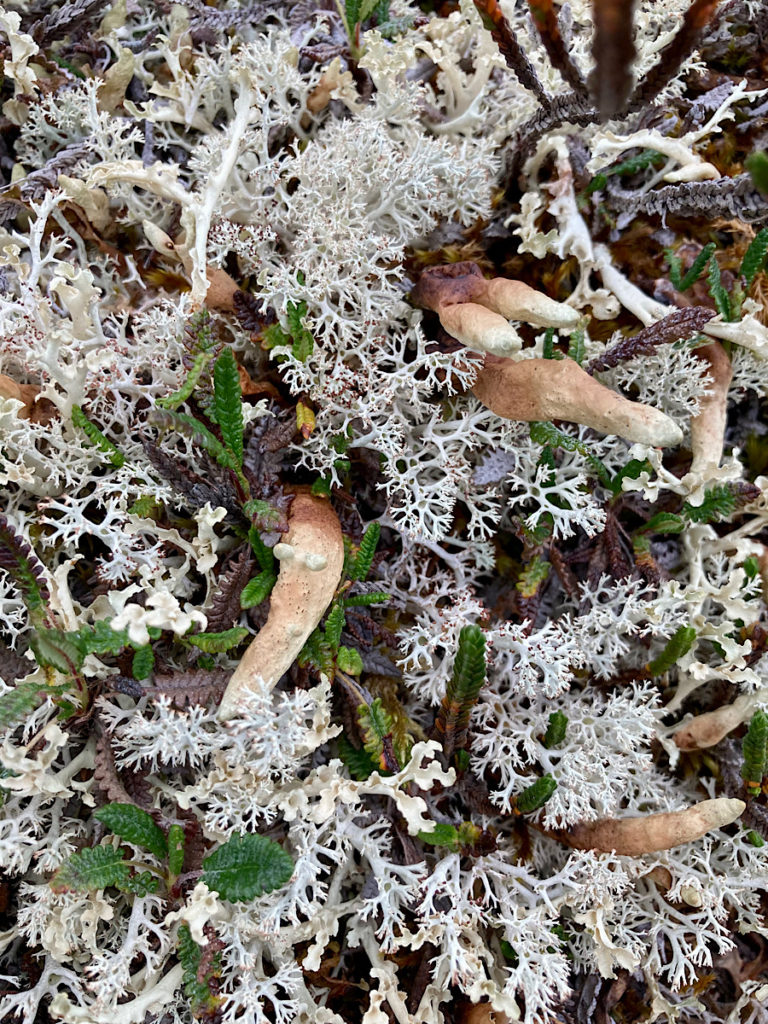 White lacy lichen and long brown fingers of lichen in moss.