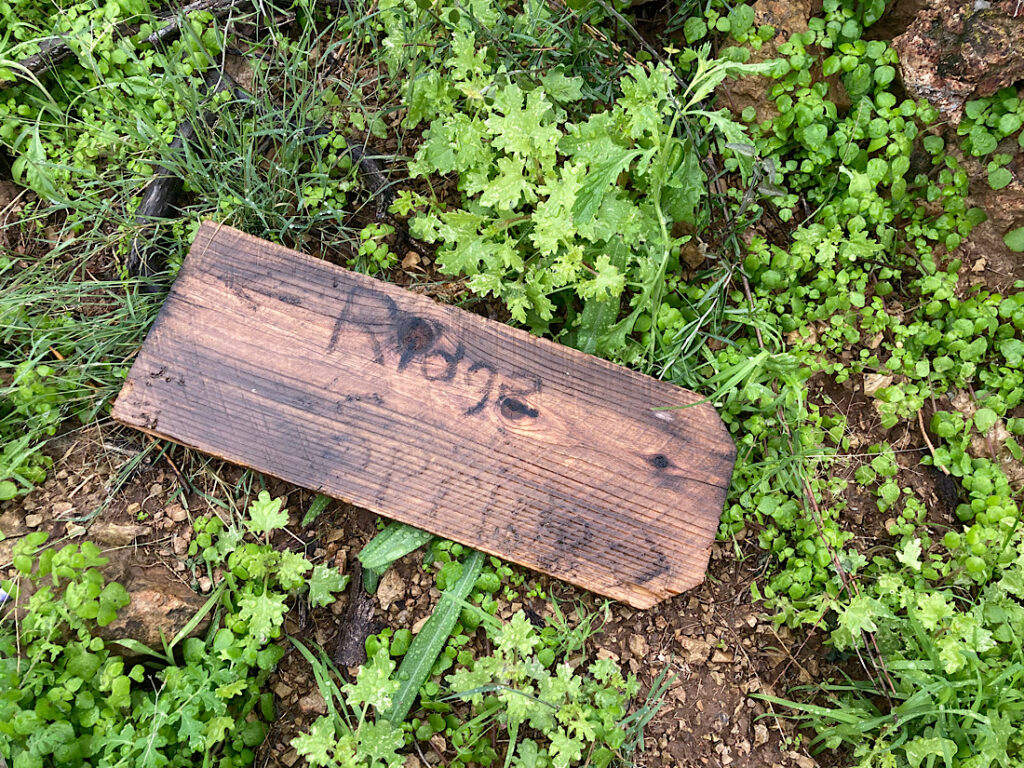 Weathered wooden sign lying in green plants reading: Springs (with arrow point right) and Ridge (with arrow pointing left)