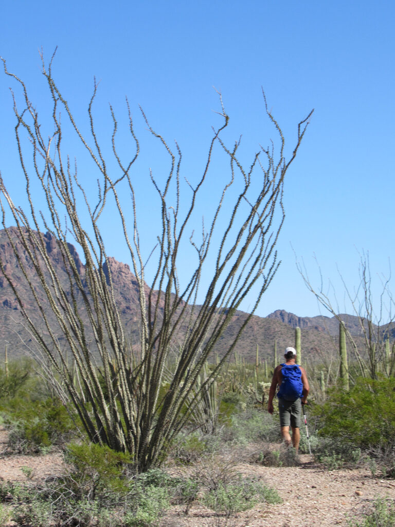 Man in grey shorts carrying blue backpack hiking through desert under blue sky. Prominent tall ocotillo cactus taking up full left side of photo.