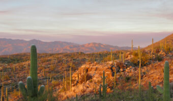 Sunset on saguaro forest and hillsides.