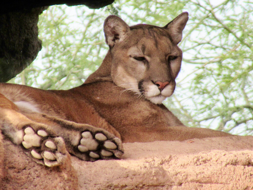 Closeup of large mountain lion lounging on a rocky perch.