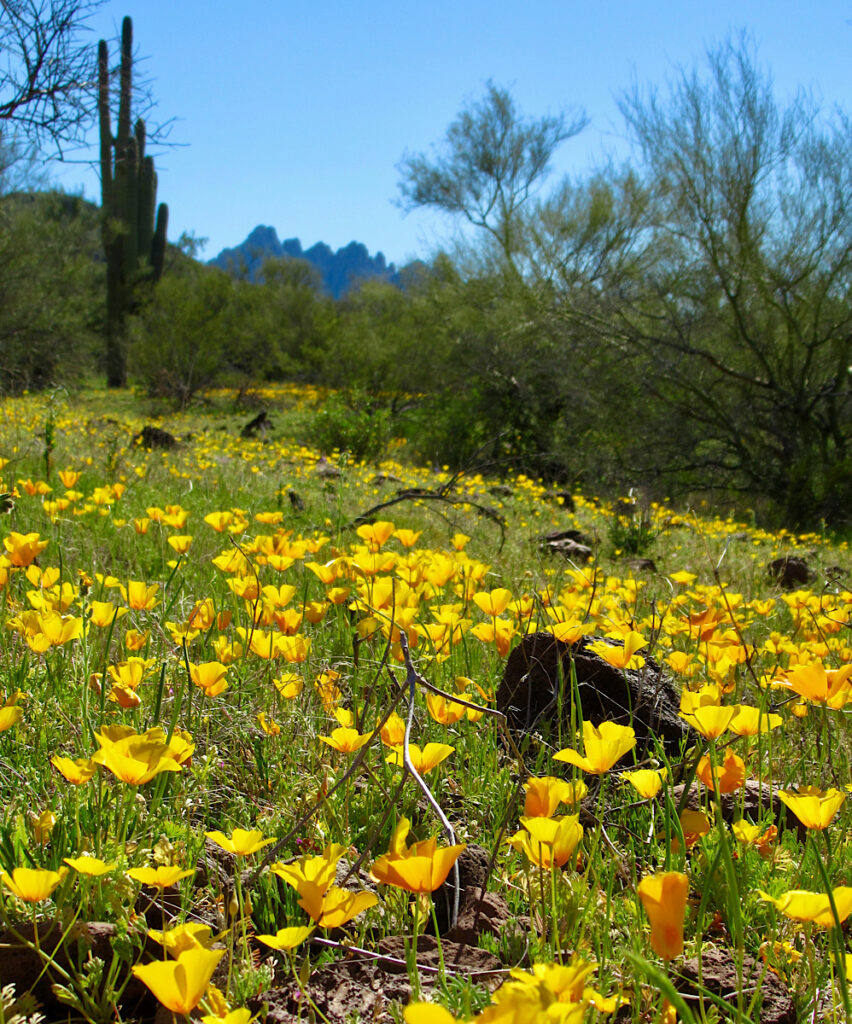 Yellow and orange poppies on slope with a few scattered trees and a dark, distant mountain.