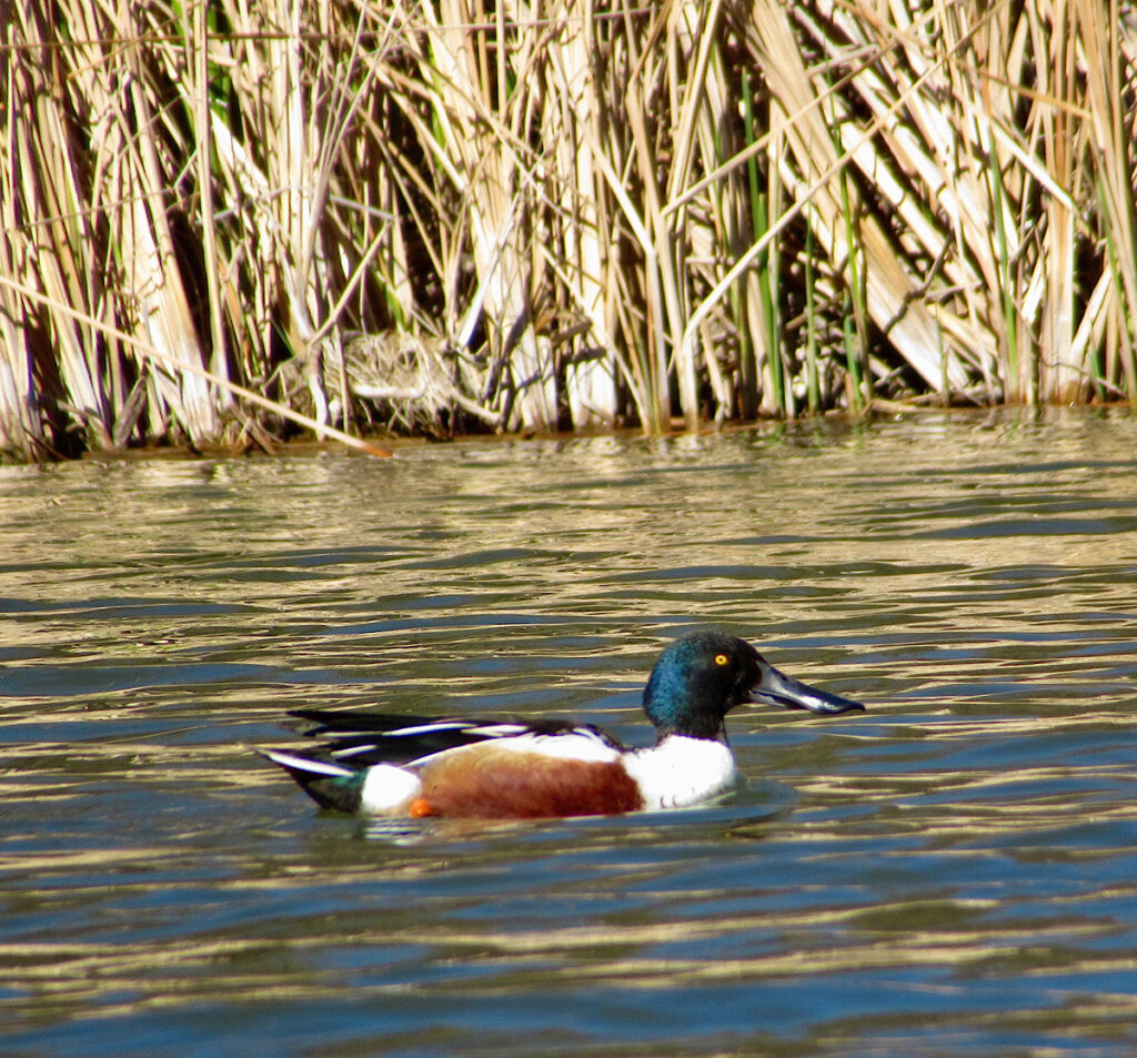 Green, rusty red and white bird with long wide beak on lake.
