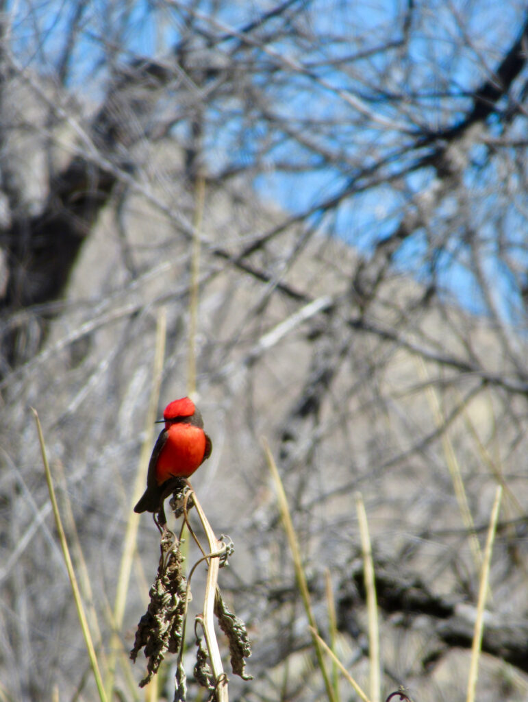 Bright red and black bird perched on thin branch of tree.