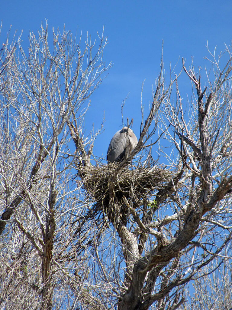 Great blue heron in nest on top of tree.