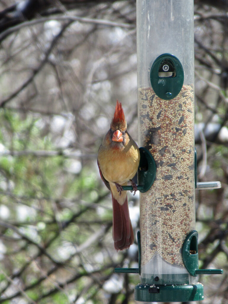 Female cardinal looking directly at camera while perched on bird feeder.
