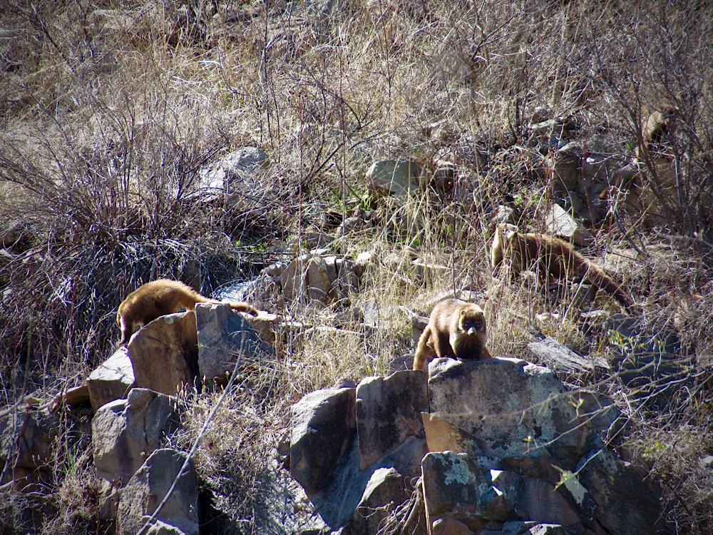 Group of brown and white animals with tails held high on rocky hillside.