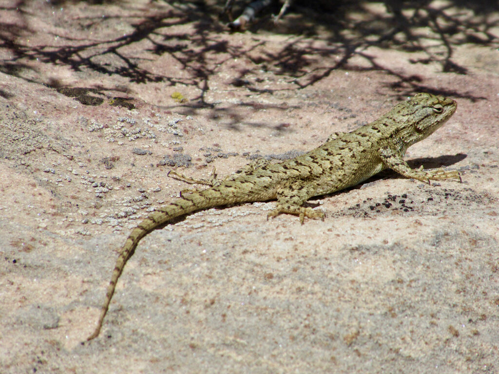 Yellowish-green lizard with black spots filling frame of photo.