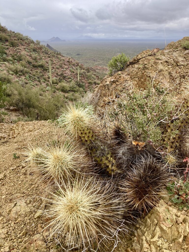 Prickly cactus on dry desert hillside with rugged mountains in distance.