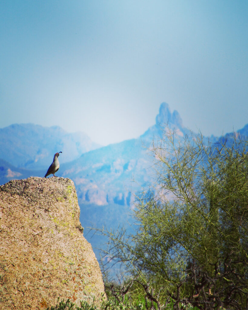 Quail bird on top of rock outcrop in foreground with pointy mountain in distance under blue sky.