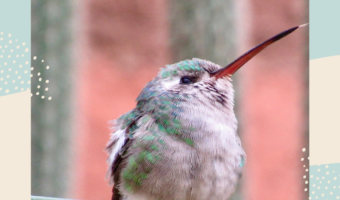 Pin image with hummingbird photo and text reading: The Ultimate Guide to AZ Birding for Snowbirds, TimeTravelTrek.com