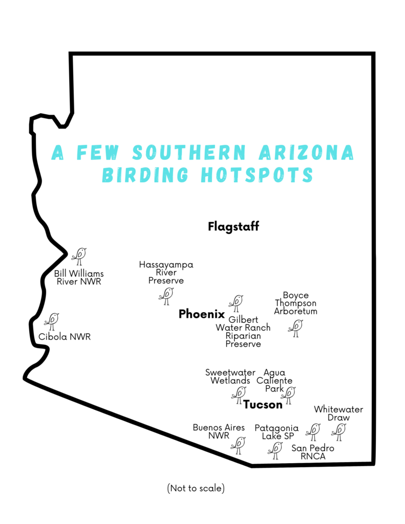 Outline map of Arizona with title "A few Southern Arizona Birding Hotspots" and 11 locations marked with name and bird icon.