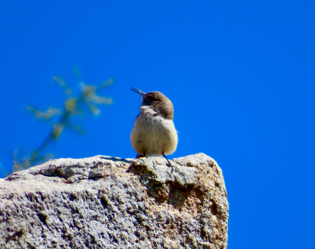 Small buffy brown bird with darker brown head on granite boulder under blue sky.