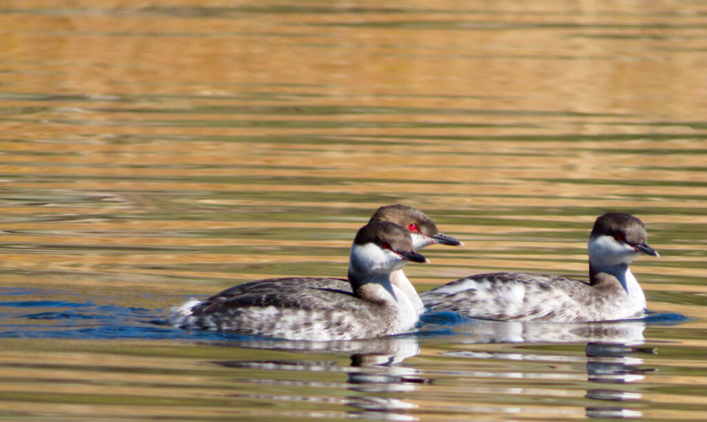 Three small brown and white birds with bright red eyes on water.