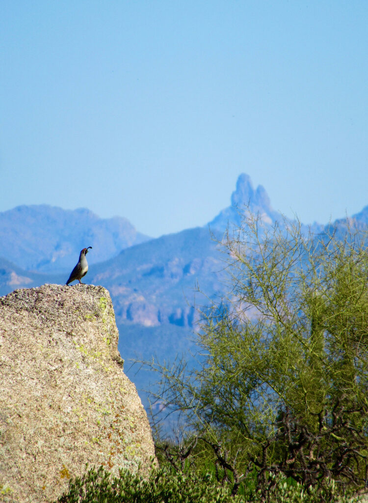 Small bird on brown rocky outcrop in foreground with pointed mountain in distance under blue sky.
