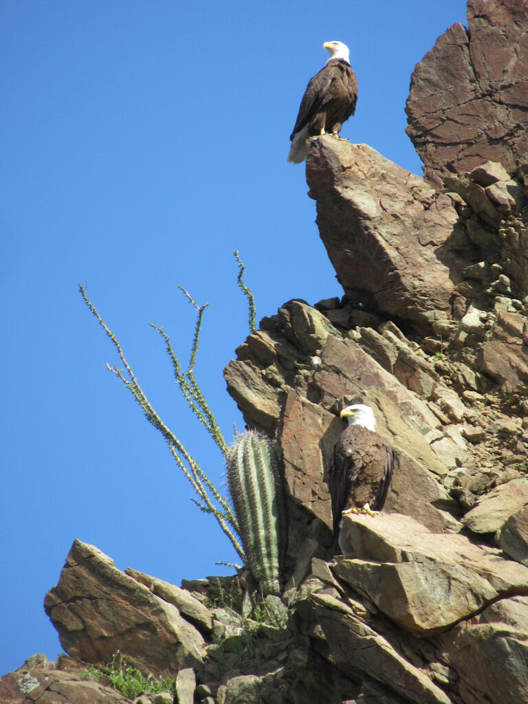 Two large raptors with white heads and dark brown bodies perched on edge of rocky cliff with bright blue sky on left side of image.