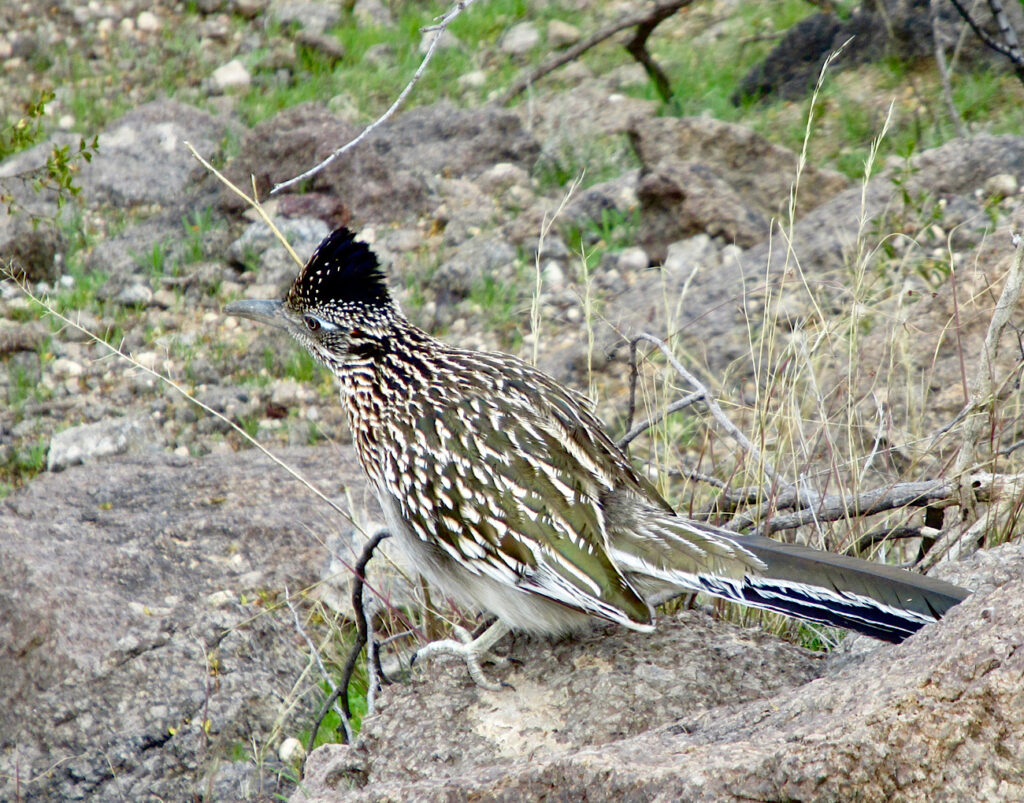 Mottled green, brown and white bird with long tail on ground surface of same colours.