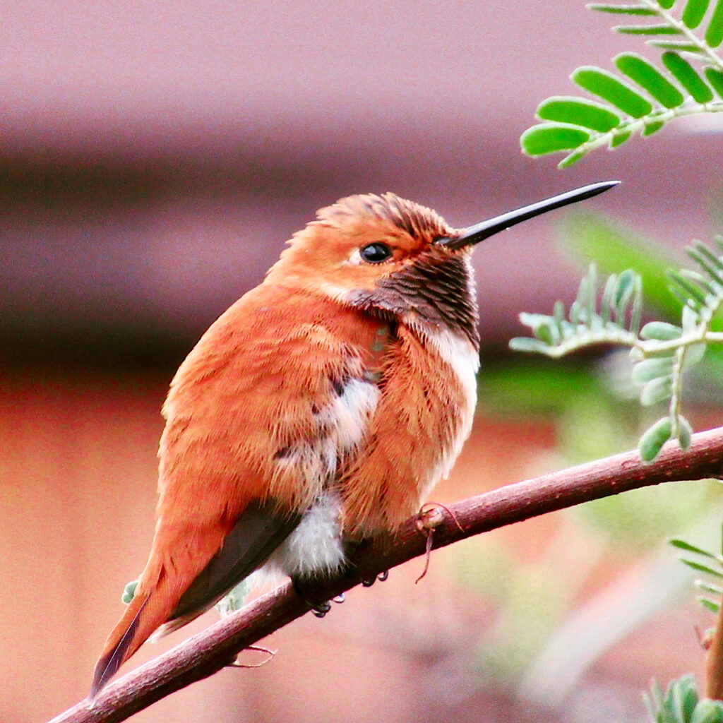 Puffed up orangish brown hummingbird perched on a branch.