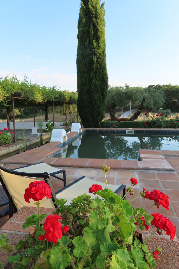 Red geraniums in foreground with swimming pool in background.