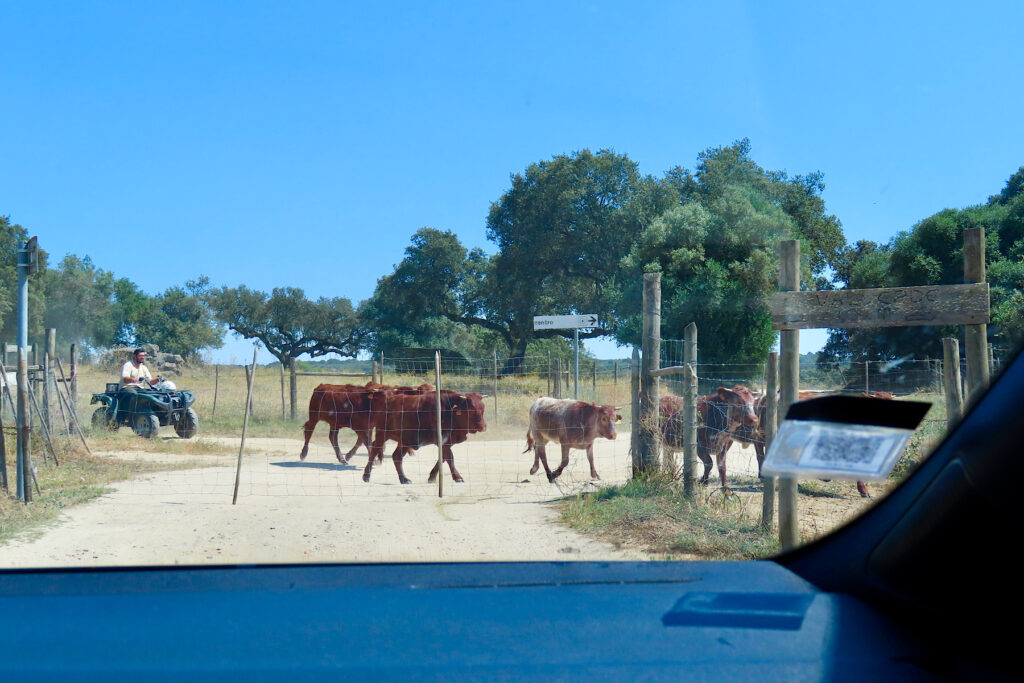 View out car window of cows passing behind closed fenced with a quad taking up the rear.