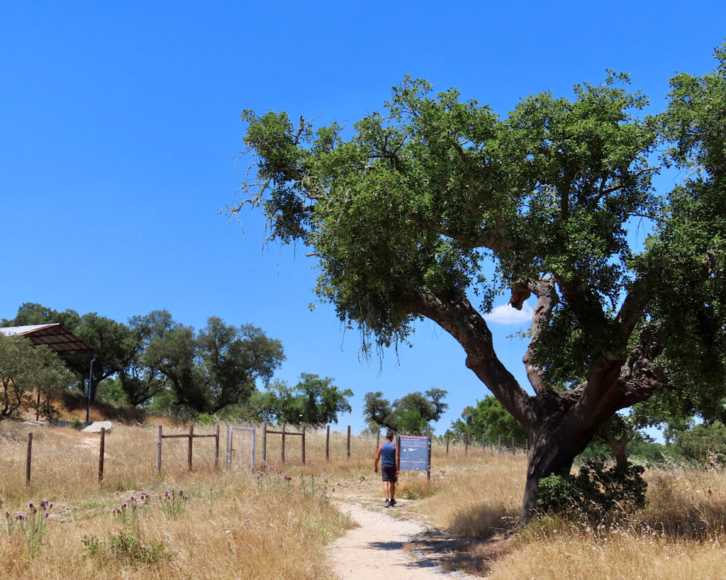 Man walking path through grassy field with fence on left and large tree on right under blue sky.