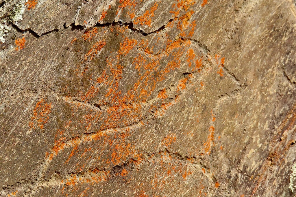 Image of an animal carved in brown stone and mottled with orange lichen overtop.