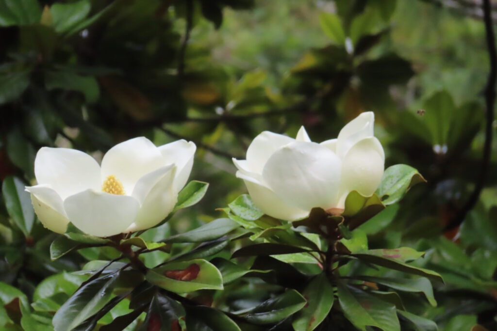 Two large white blossom surrounded by greenery. 