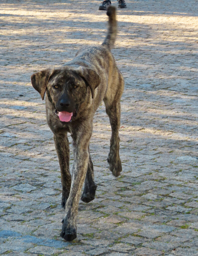 Brindle-colored dog with long legs and tail held high approaching. 