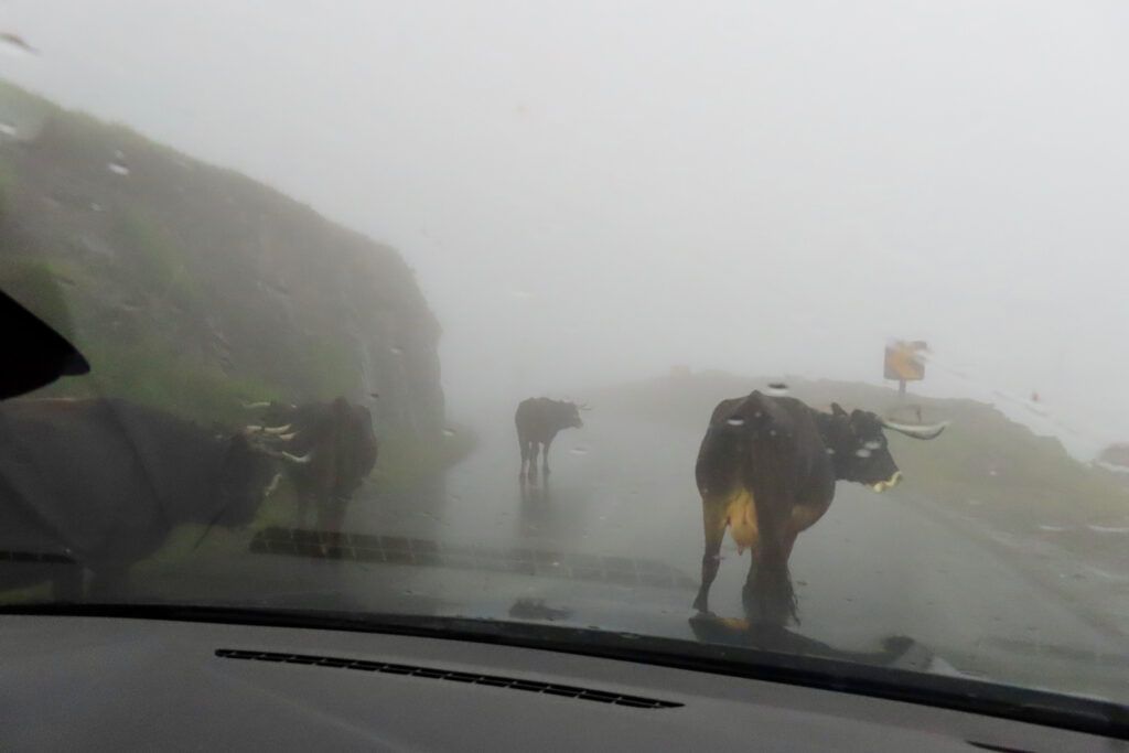 View out of windshield with thick fog and cows on road.