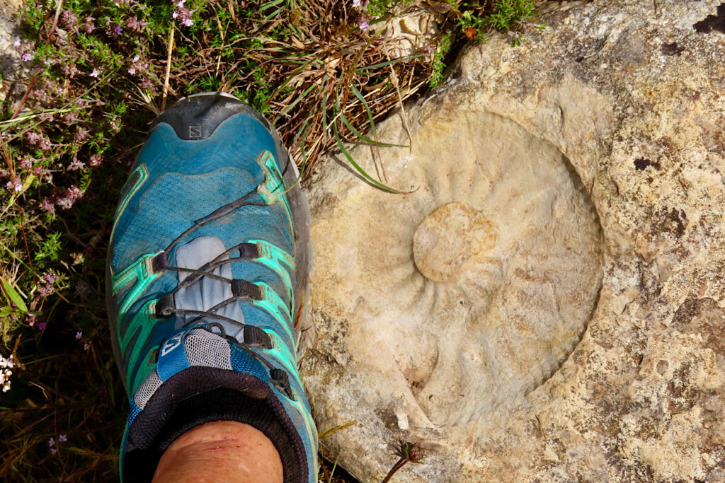 Woman's foot with blue hiking shoe next to large  circular fossil in buff coloured stone.