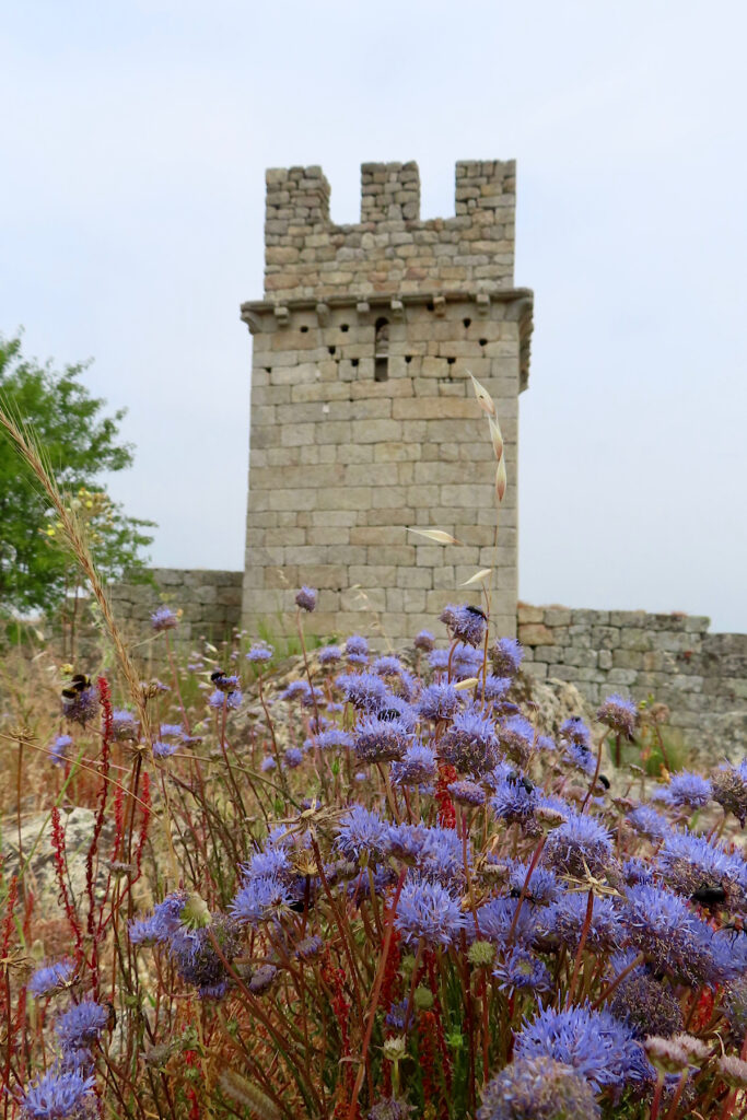 Image of tall square stone castle tower with purple flowers in foreground.