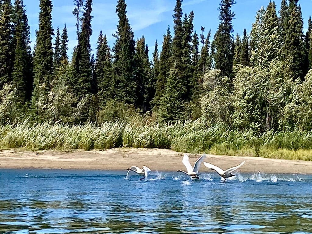 Three white swans taking flight off river lined with trees.