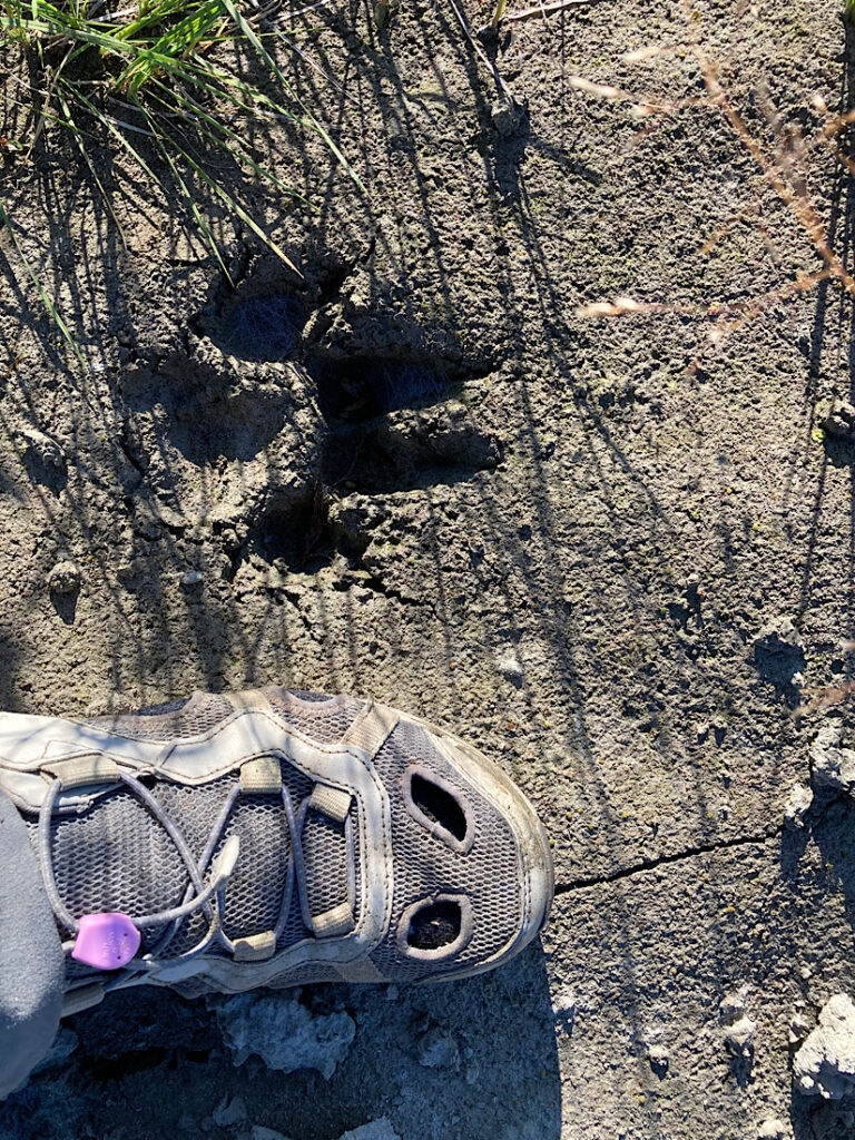 Woman's pink and grey water shoe beside wolf track in sand.