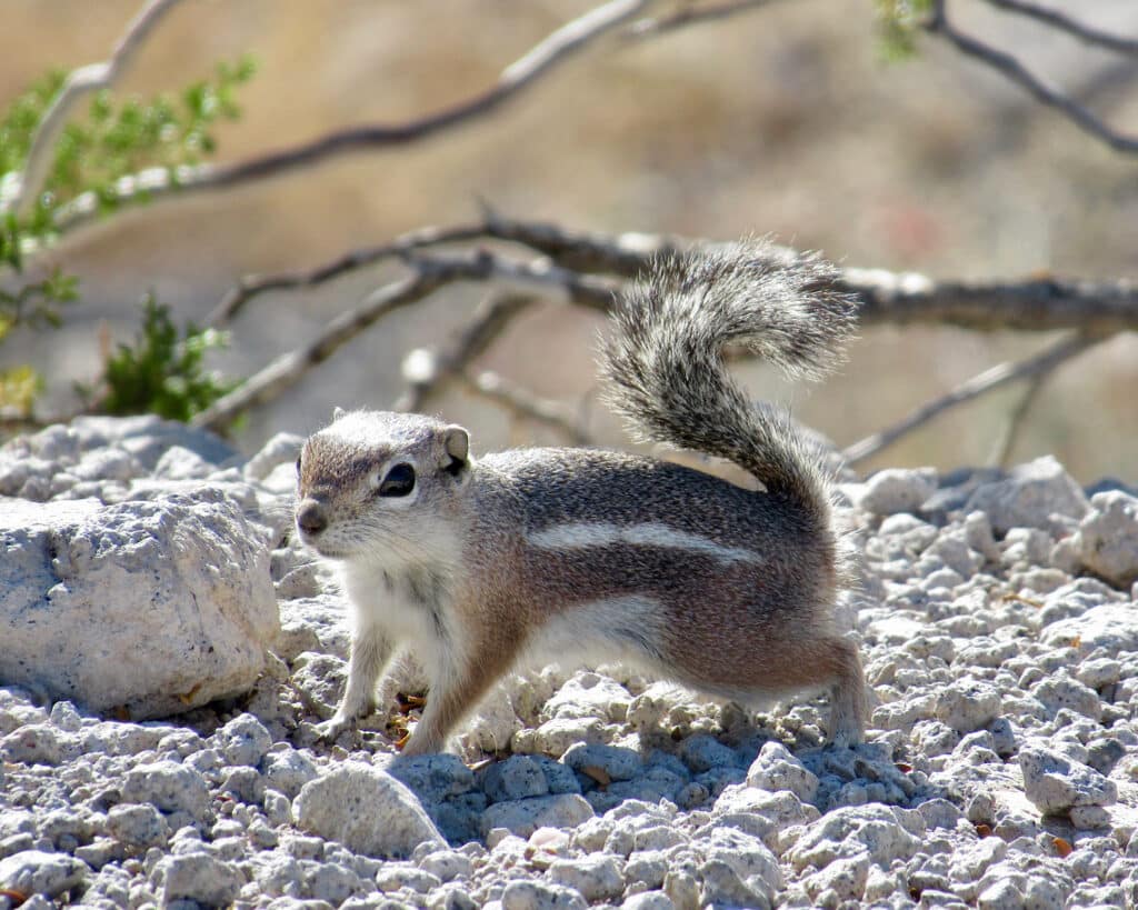 Close up image of a small rodent with bushy tail up over its back.