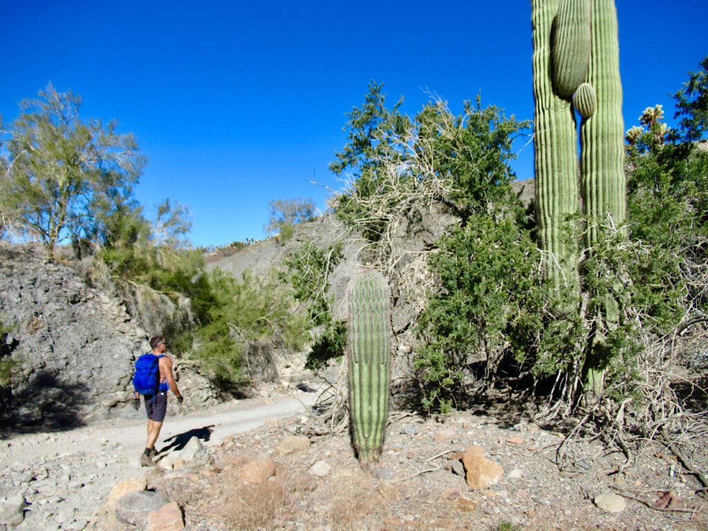 Man with blue backpack heading on dirt road surrounded by desert cactus.