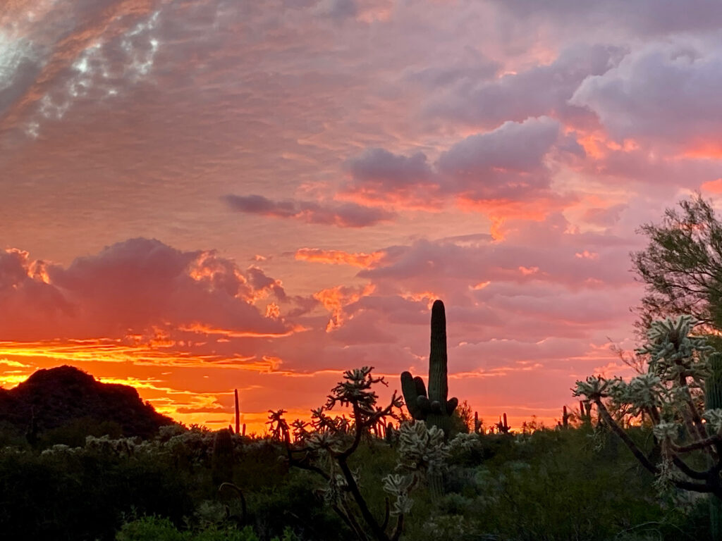 Desert sunset with cactus silhouetted beneath crimson sky.