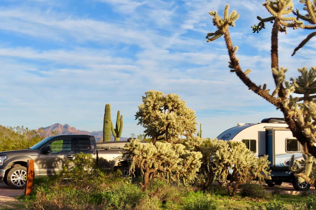 Truck and trailer parked behind large cactus plants.