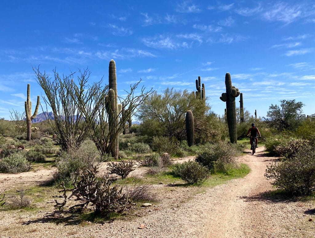 Man riding bicycle on dirt trail surrounded by cactus.