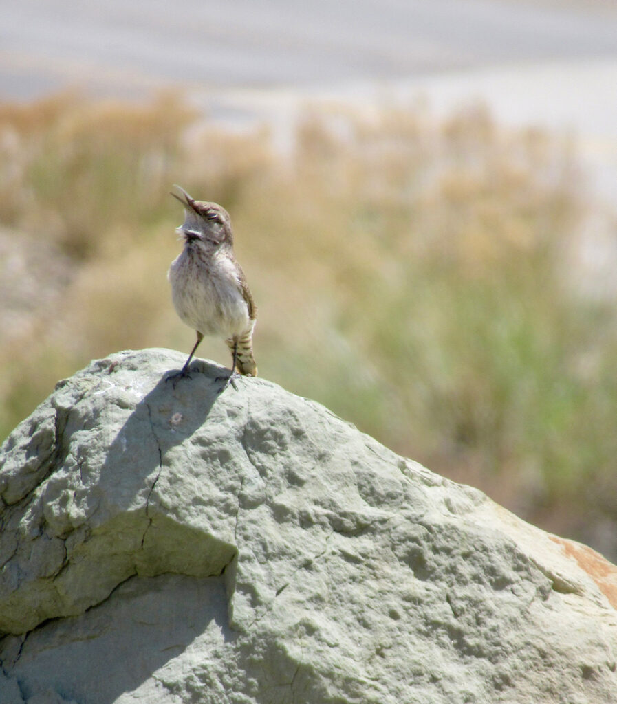 Brownish bird with beak open on top of grey rock.