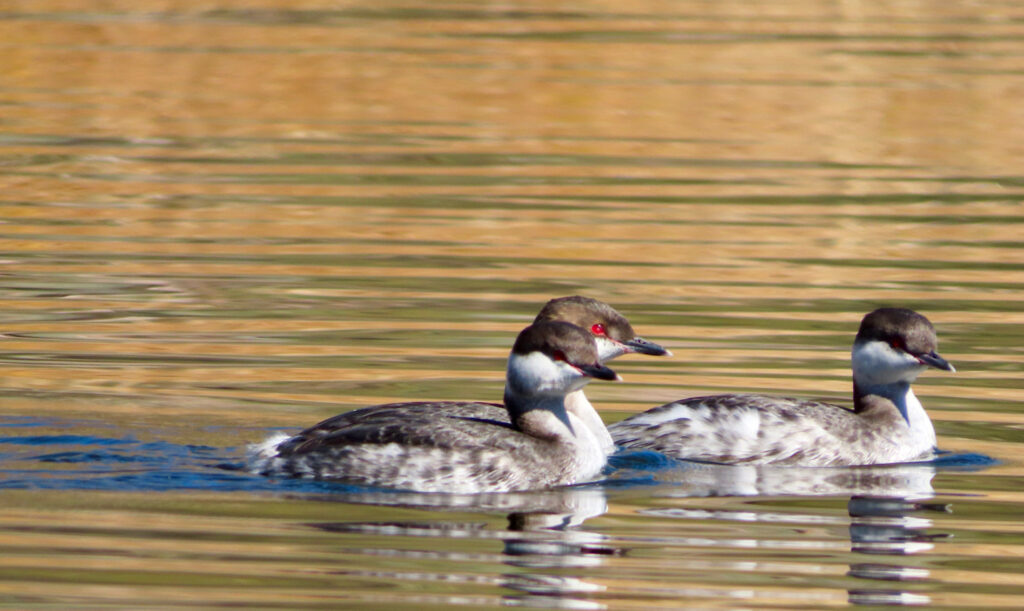 Three brown and grey birds with red eyes swimming on water.