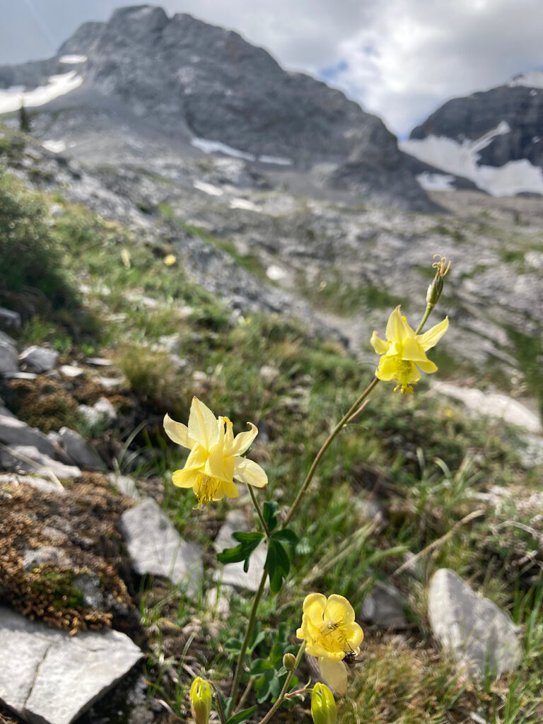 Yellow columbine flowers in foreground of alpine meadow with patches of snow in background.