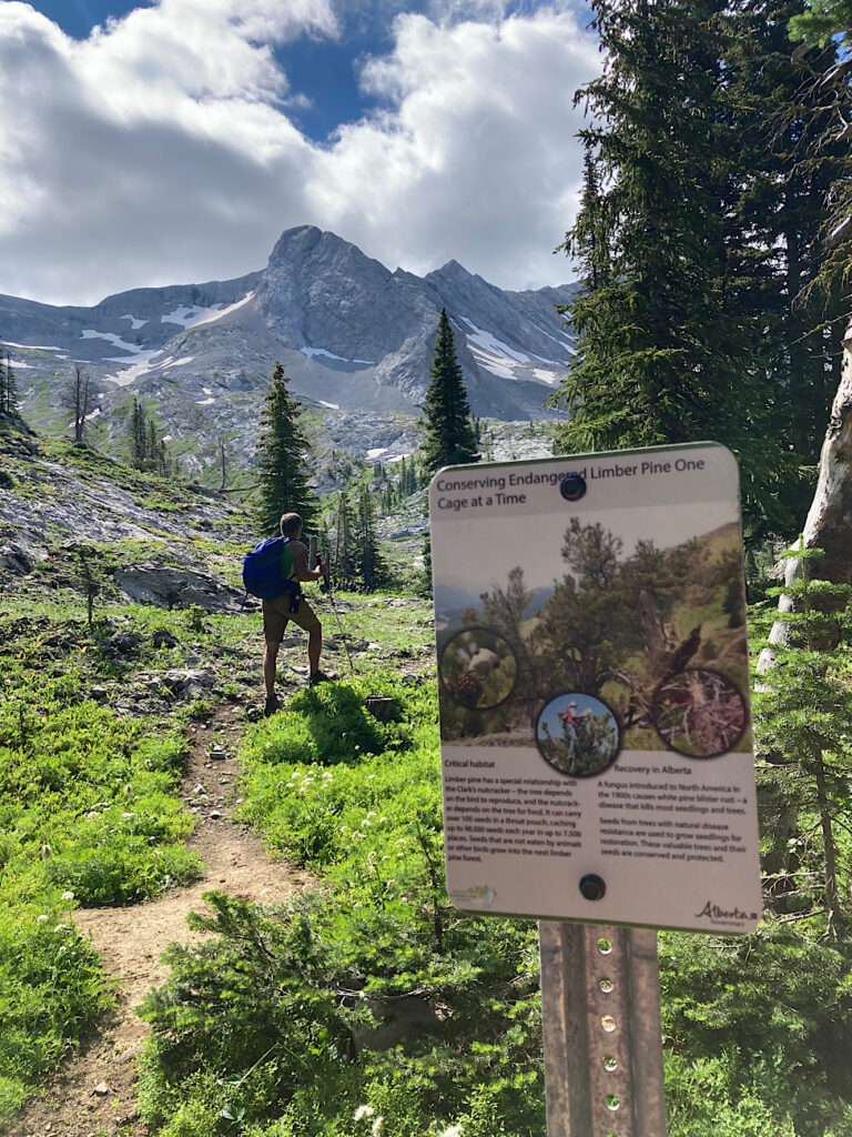 Male hiker in alpine meadow behind sign reading: Conserving endangered Limber Pine one cone at a time.