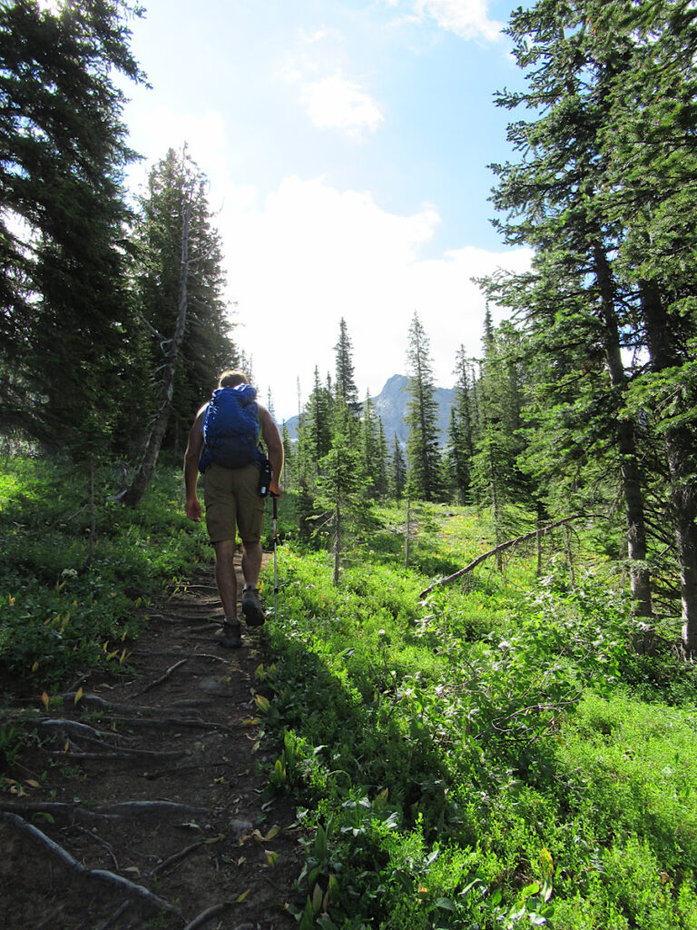 Man hiking rough dirt trail climbing up through green undergrowth with dark green evergreen trees on both sides.